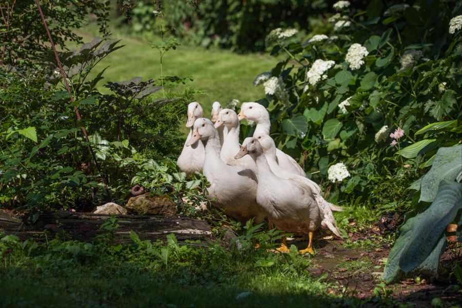 Foie gras Alternativen