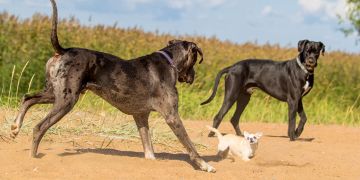 Zwei grosse schwarze Hunde spielen mit einem kleinen weissen Hund.