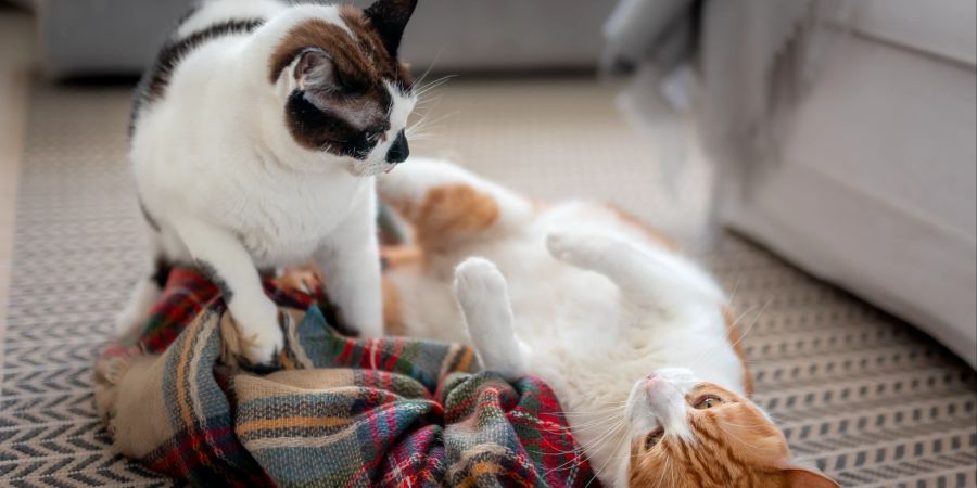 Katzen Bauch Streicheln