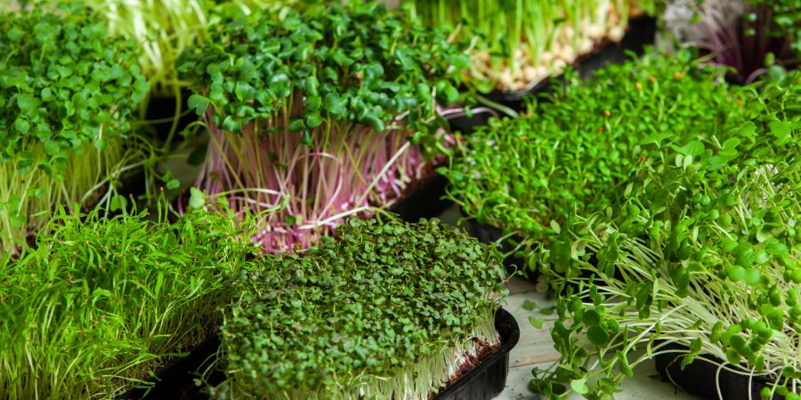 Microgreens