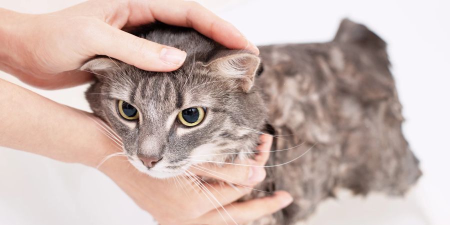 Katze wird gebadet