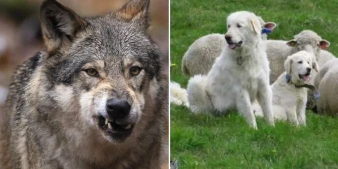 Exklusiv - Skandal im Wallis: Jäger erschiesst statt Wolf einen Hund