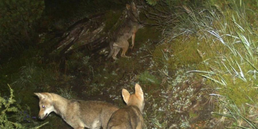 Jungwölfe aus dem Kanton Graubünden auf einem von einer Fotofalle geschossenen Bild des Jahrs 2014.