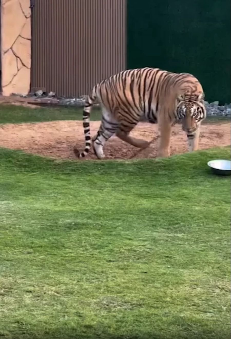 Tiger werden dort an kurzen Ketten gehalten.