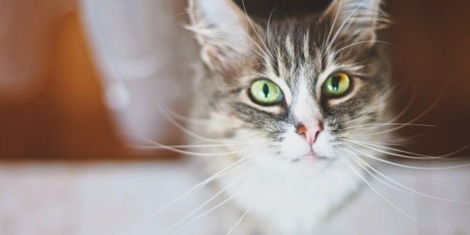 Feine Antennen - Warum haben Katzen Schnurrhaare?