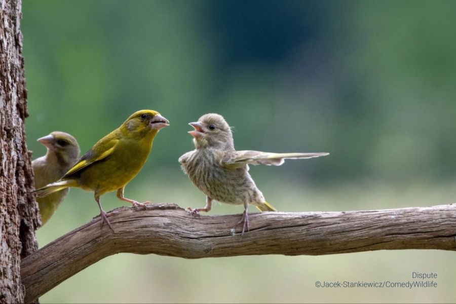 tierfotos comedy wildlife photography awards 2023