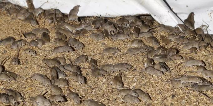Mäuse wuseln um gelagertes Getreide auf einer Farm. Mäuse Australien