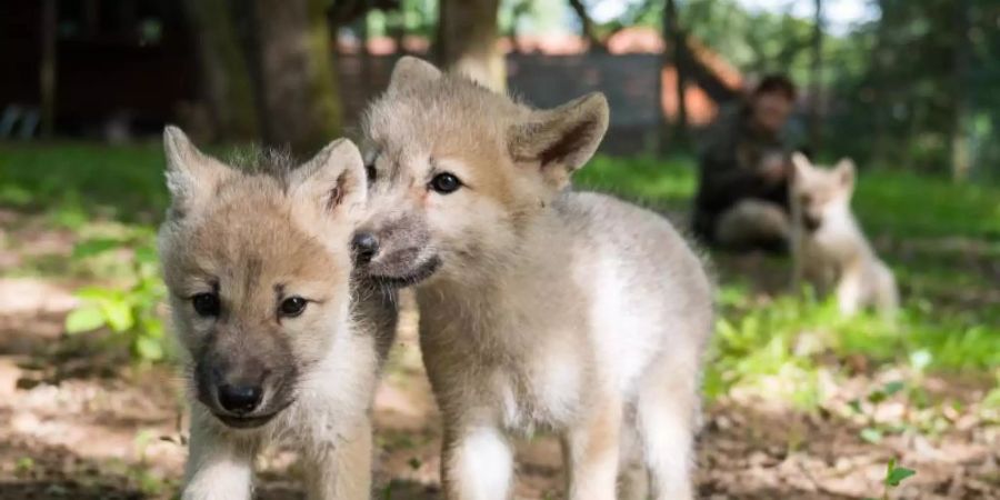 Wolfswelpen laufen durch das Gehege. Der Wolfpark Merzig hat mit drei Welpen den ersten Nachwuchs seit fast zehn Jahren. Foto: Oliver Dietze/dpa