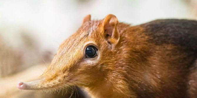 rüsselhündchen zoo basel