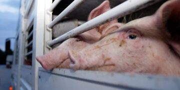 Schweinetransporter