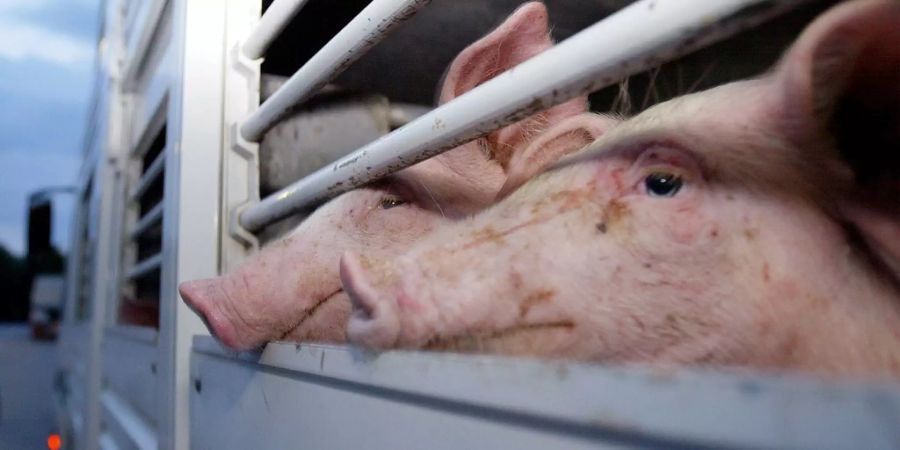 Schweinetransporter