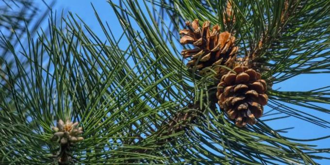 Zapfen hängen am Ast einer Schwarzkiefer. Der Bundesgerichtshof (BGH) hat in einem Nachbarschaftsstreit um einen nadelnden Baum an der Grundstücksgrenze ein Urteil gesprochen. Foto: Patrick Pleul/dpa-Zentralbild/dpa Zapfen hängen am Ast einer Schwarzkiefer. Der Bundesgerichtshof (BGH) hat in einem Nachbarschaftsstreit um einen nadelnden Baum an der Grundstücksgrenze ein Urteil gesprochen. Foto: Patrick Pleul/dpa-Zentralbild/dpa