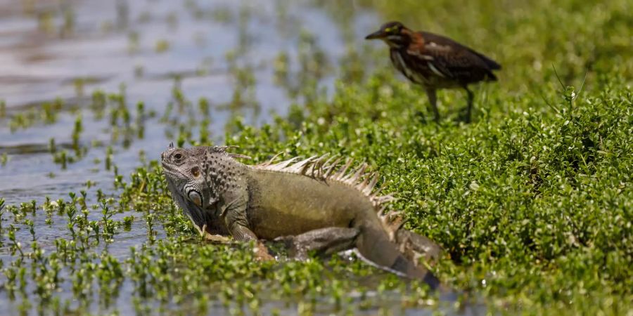 Ein Leguan liegt in einem See am Palm Beach im US-Bundesstaat Florida.