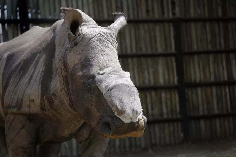 Nashorn