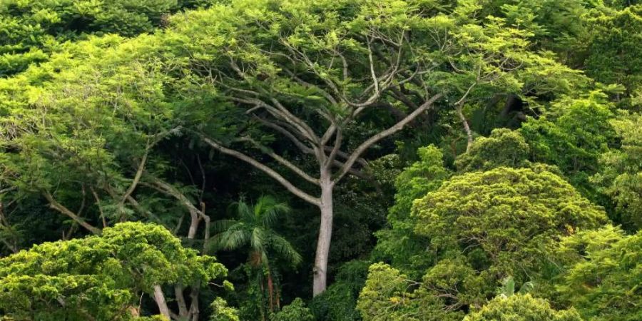 Der Klimawandel kann einer Studie zufolge durch nichts so effektiv bekämpft werden wie durch Aufforstung. Die Erde könne ein Drittel mehr Wälder vertragen, ohne dass Städte oder Agrarflächen beeinträchtigt würden, sagen die Forscher. Foto: Ralf Hirschberger