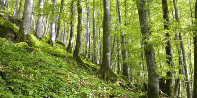 Ein Wald auf dem Pragelpass im Muotathal SZ. Wald