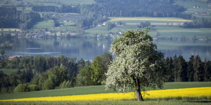 Der Sempachersee. Sempachersee