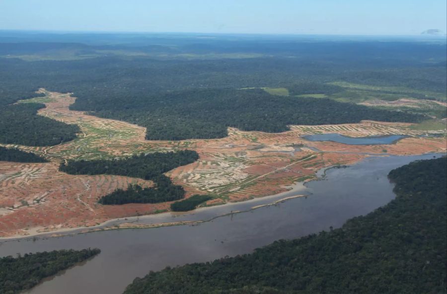 Regenwald Amazonas