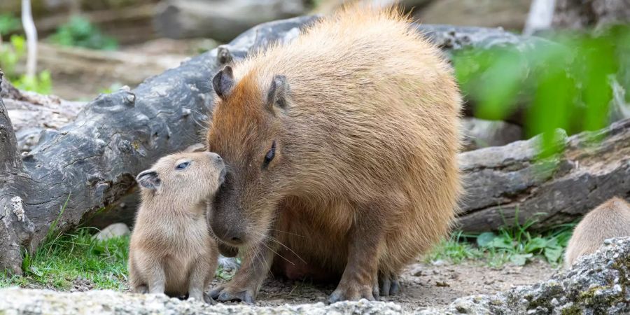 Die Jungen suchen sowohl die Nähe der Mutter wie des Vaters.