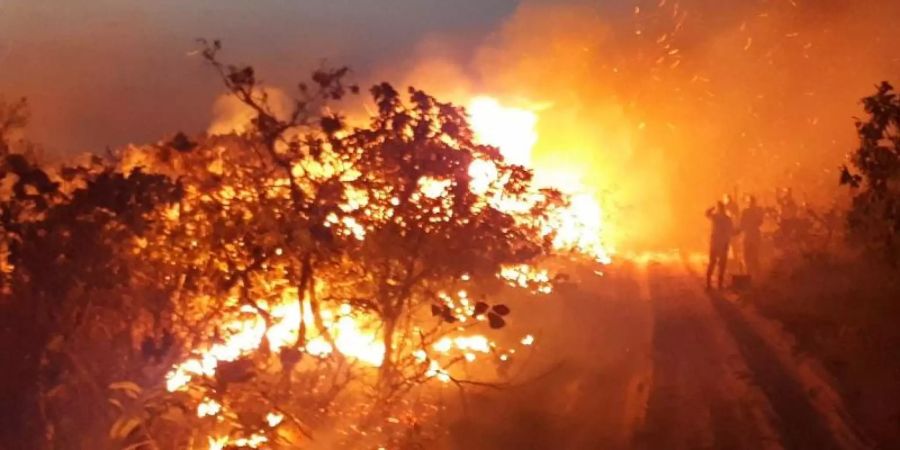 waldbrand brasilien