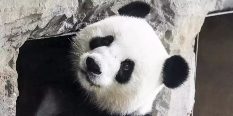 Schwanger oder nicht? Panda-Dama Meng Meng im Berliner Zoo. Foto: Paul Zinken