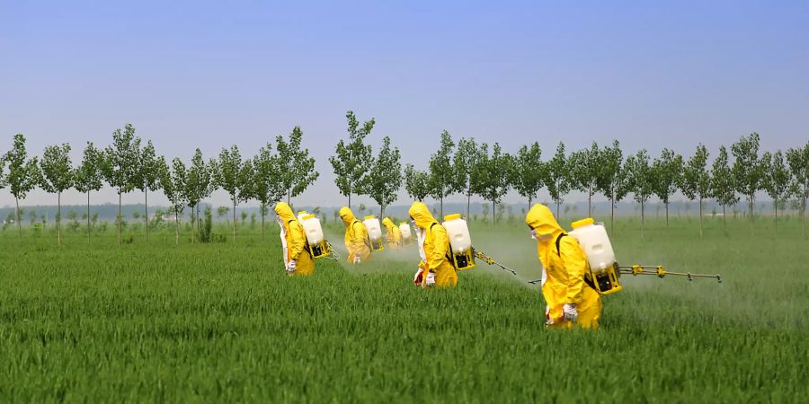 Sie werden zwar oft gespritzt, doch moderne Weizensorten gedeihen ohne Pestizide besser als bisher gedacht. Bild: Shutterstock