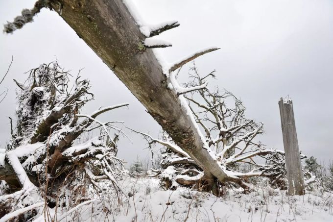 Von Sturm «Lothar» umgewehte und abgebrochene Bäume liegen am Rande des Lotharpfades an der Schwarzwaldhochstrasse bei Baiersbronn (D) auf dem mit Schnee überzogenen Boden. Orkan Lothar