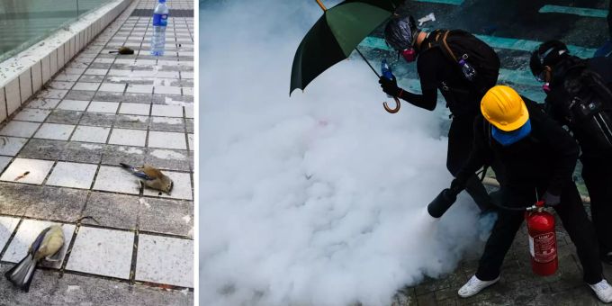 Wegen Tränengas - Hongkong-Proteste fordern zahlreiche Vogelleben
