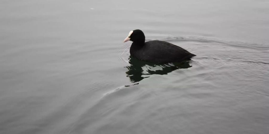 Ein Wasservogel (Taucherli) schwimmt auf der Limmat.