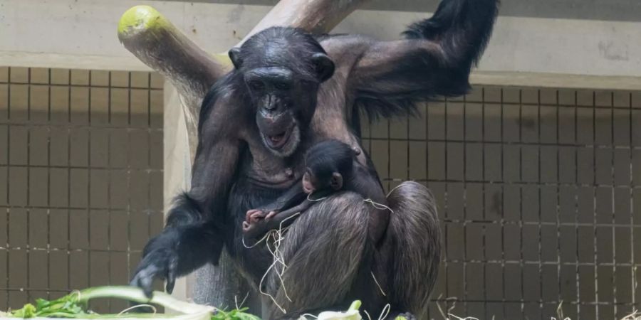 Die Schimpansenmutter Fifi und ihr rund ein Monate altes Baby.