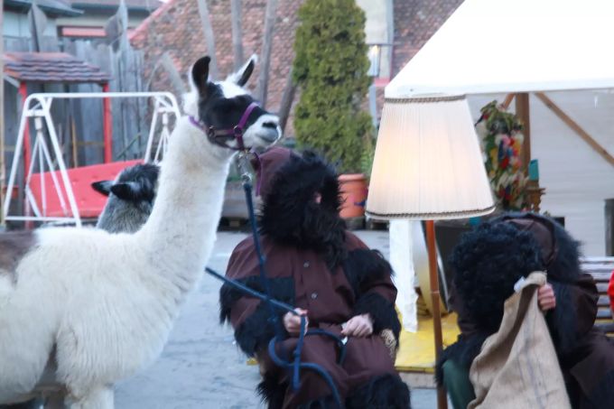 Die Samichlöuse brachten zwei süsse Alpakas mit. Köniz