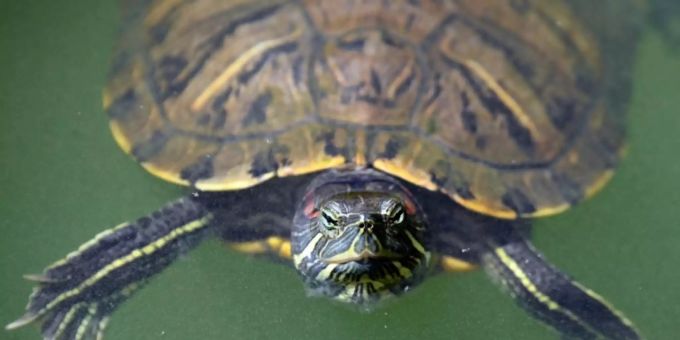 Brand in Terrarium - Totgeglaubte Schildkröte überlebt in Deutschland