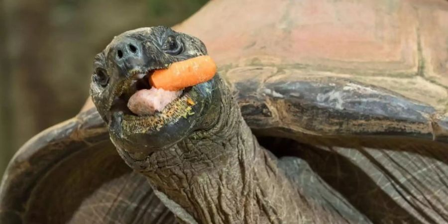 Die 120 Jahre alte Riesenschildkröte Schurli frisst ein Stück Möhre im Wiener Tiergarten Schönbrunn. Foto: Daniel Zupanc/-/dpa