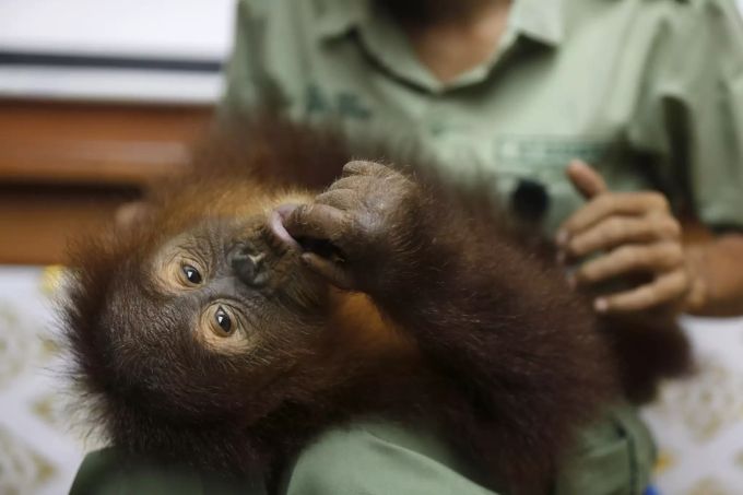 Bon Bon, ein dreijähriger Orang-Utan wird nach neun Monaten wieder ausgewildert. Indonesia Orangutan
