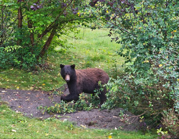 Wenn sich ein Bär im Outdoor weiter auf Menschen zu wagt, hört man das meist im Radio oder Fernsehen. Bär