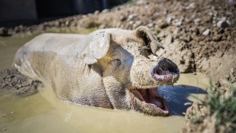 Tierschutz