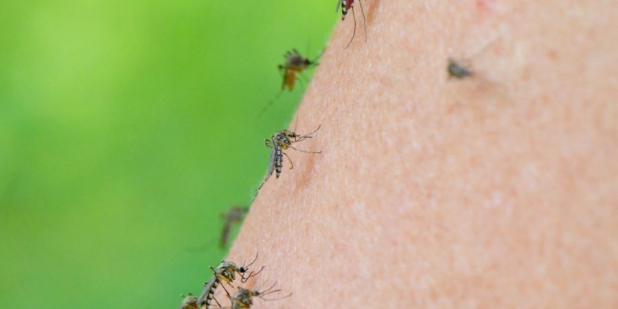 Bei einem Pool gefangener Asiatischer Tigermücken aus dem Jahr 2024 wies das Basler Kantonslabor erstmals das Dengue-Virus nach. (Archivbild)