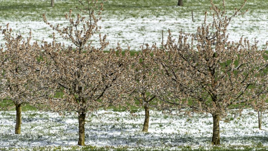 Ein Experte rät, einige Bäume mit einem Vlies zuzudecken.