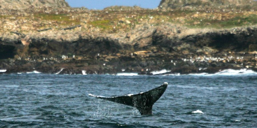 Das Uno-Umweltprogramm meldet einen wichtigen Meilenstein beim Schutz der Ozeane. (Archivbild)