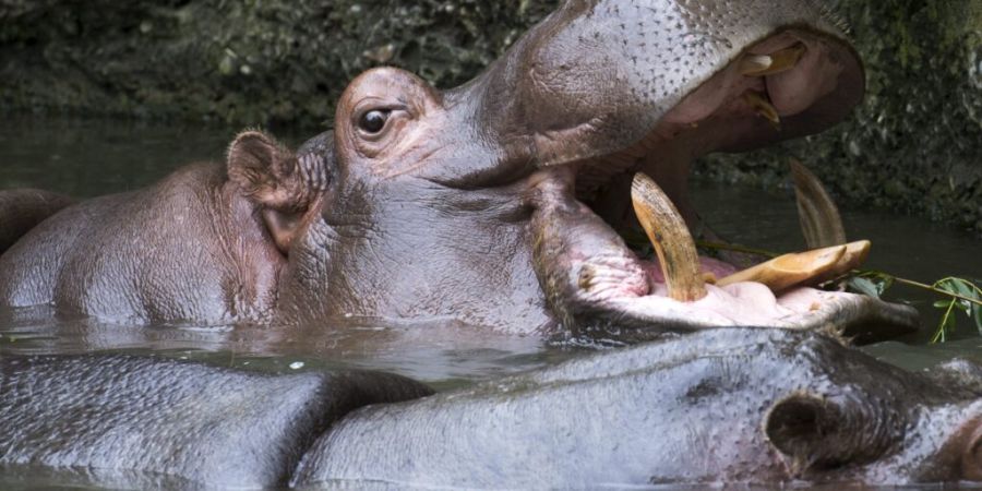 Forscher zählen weltweit 93 grosse invasive Arten in Süssgewässern. Jede Zweite davon richtet Schäden an - oft mit Folgen für Umwelt und Menschen. (Symbolbild)