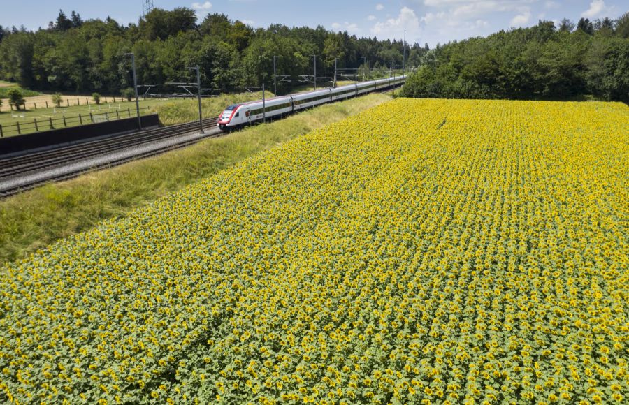 Mit über 10’000 verkauften Bändeli war die SBB im Sommer 2025 der Schweizer Vorreiter für das Sonnenblumen-Projekt.