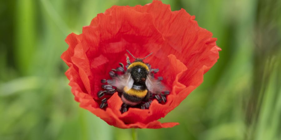 Grosse Wildbienen wie Hummeln fanden auch in dicht bebauten Innenstädten den Weg zu einzelnen blühenden Gärten. (Archivbild)