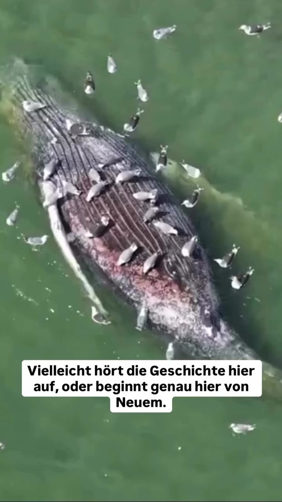Trauriger Anblick vor der dänischen Insel Anholt: Hier wurde Timmys leblose Hülle entdeckt – von Möwen zerhackt.