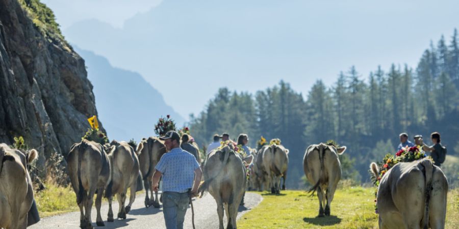 Die Alpkühe der Alp Hinterfeld im Meiental werden dieses Jahr an keinem Alpabzug teilnehmen. (Archivbild)