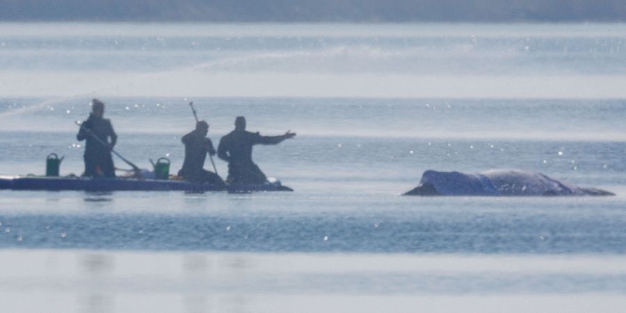 Retter bespritzen den Buckelwal vor der Insel Poel mit Wasser. Foto: Jens Büttner/dpa