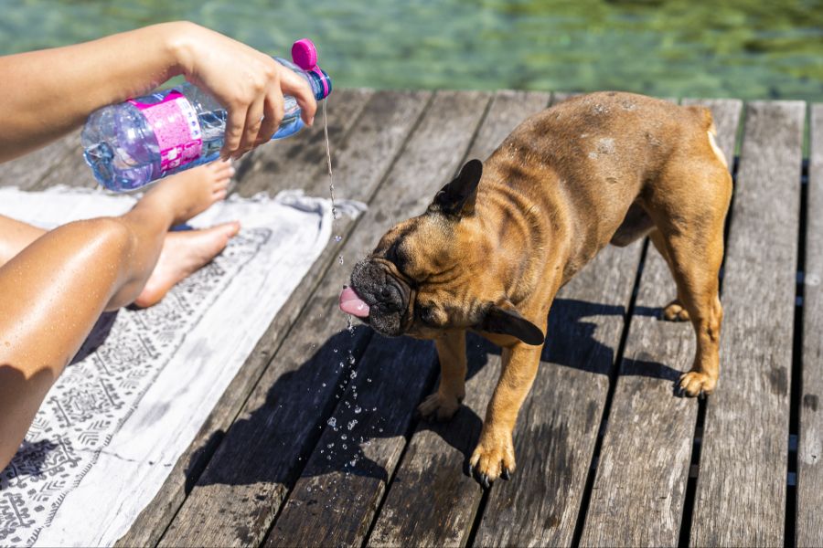 Vereinzelte Zwei- (und Vierbeiner) nehmen dies bereits zum Anlass, ins kühle Nass zu springen. Brrr...