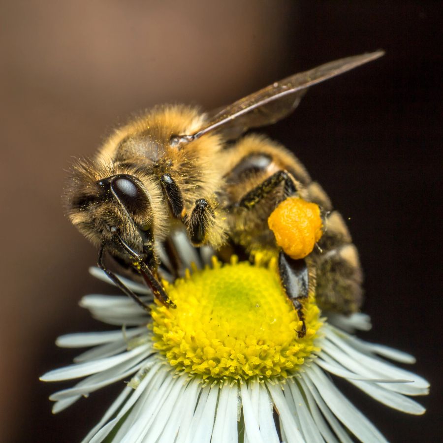 Biene, Kamillenblüte