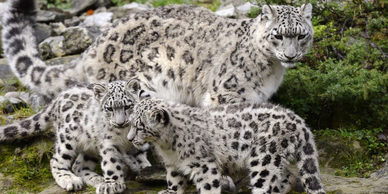 Zoo Raufen Laufsteg der Raubkatzen: Zürcher Zoo revolutioniert Tierhaltung | Nau.ch