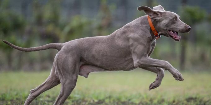 Einen Weimaraner Rüde wurde vor zehn Jahren in Zürich entführt. (Symbolbild) Hund