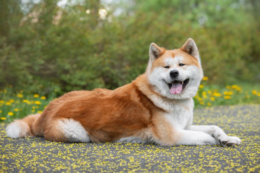 Für den japanischen Hund Akita Inu muss man bis zu 2500 Franken bezahlen. Damit landet er in diesem Ranking auf Rang vier.